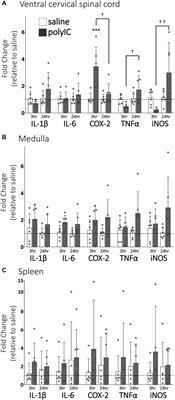 Viral Mimetic-Induced Inflammation Abolishes Q-Pathway, but Not S-Pathway, Respiratory Motor Plasticity in Adult Rats